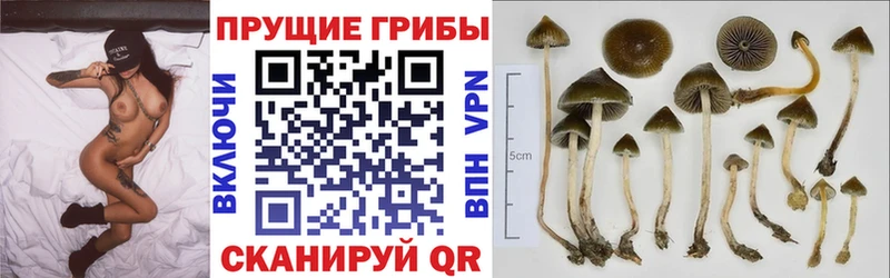 Купить  Бородино  Галлюциногенные грибы GOLDEN TEACHER 